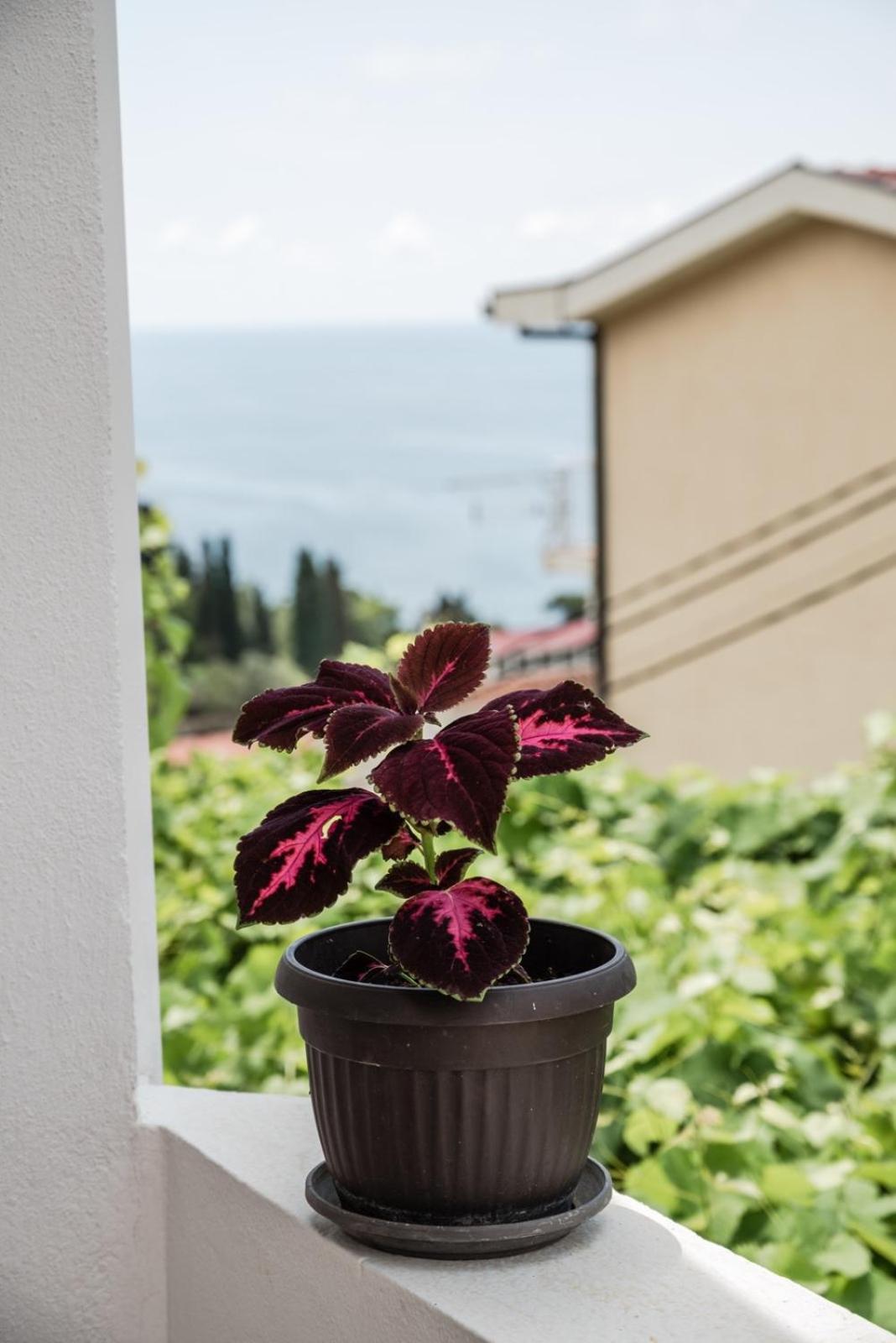 Adriatic Sea View Rooms 乌尔齐尼 外观 照片